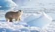 Ursos-polares modificam comportamento devido às mudanças climáticas (Reprodução/NASA/Thomas W. Johansen)